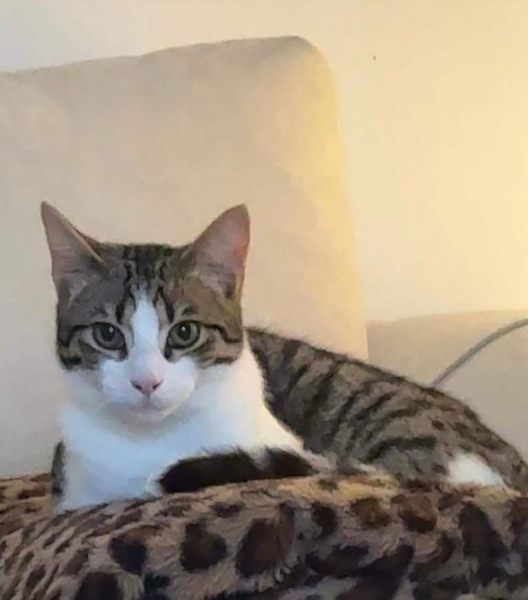 Cat for sale