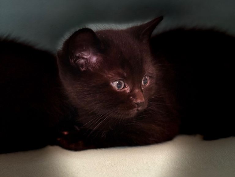 Kittens For Sale 1/2 Ragdoll