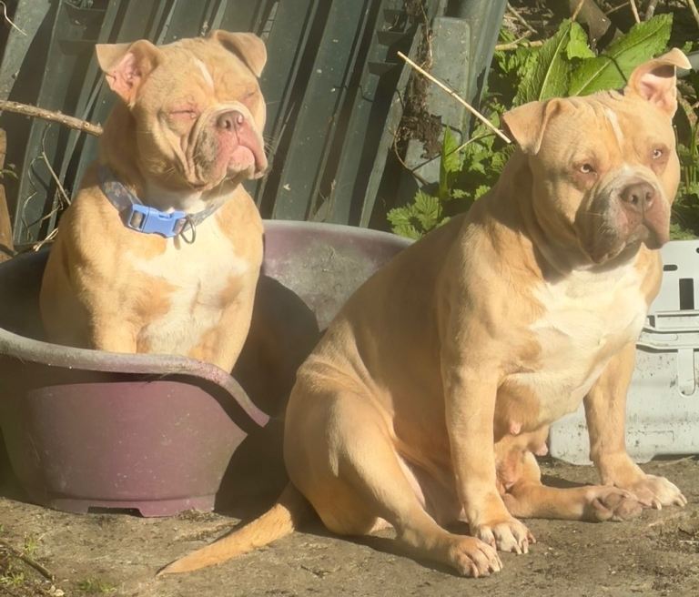 Rehoming my pocket bully 