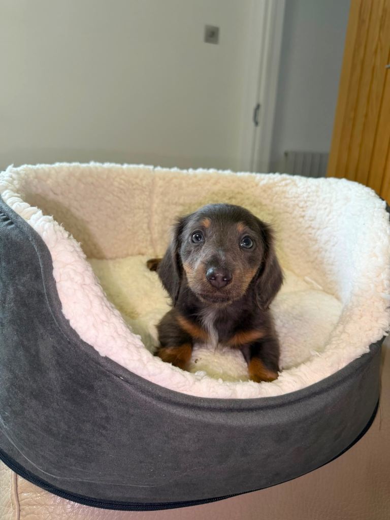 Miniature Dachshunds For Sale 