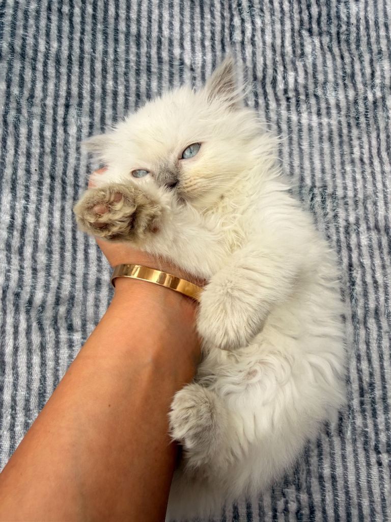 Ragdoll kitten 