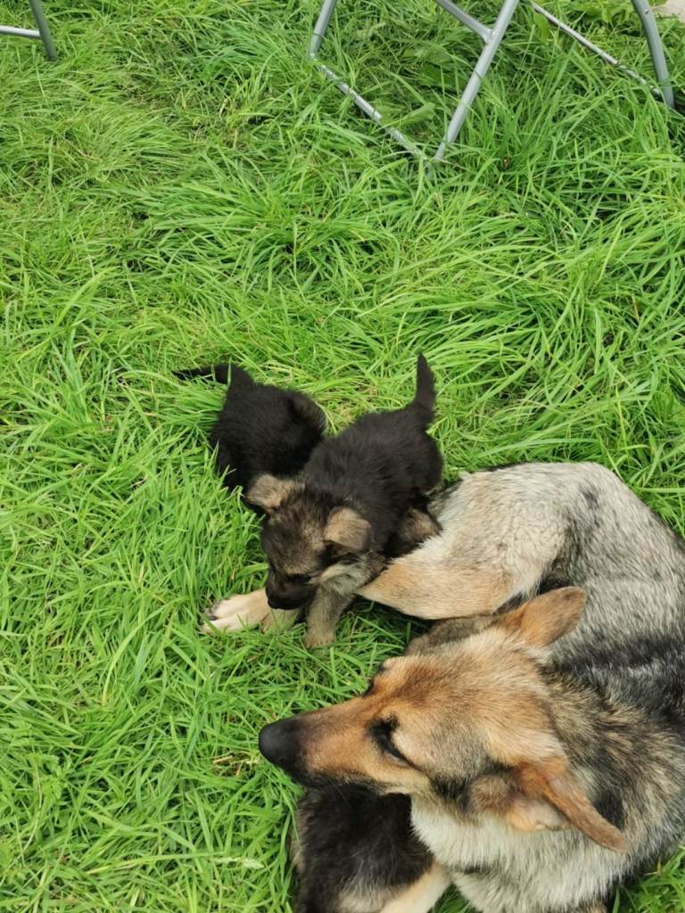 image for German  Shepherd  puppies 