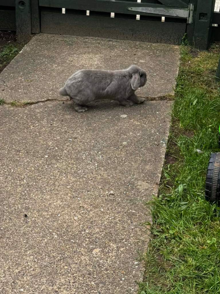 French lop rabbit 
