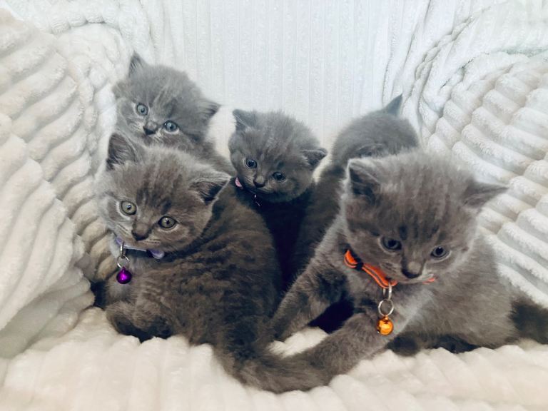 British shorthair 