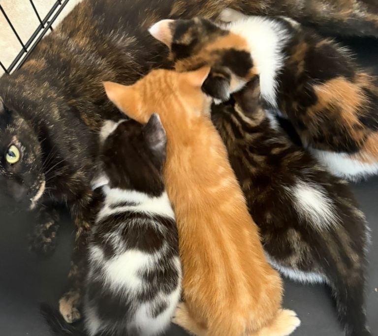 Kittens mixed litter 