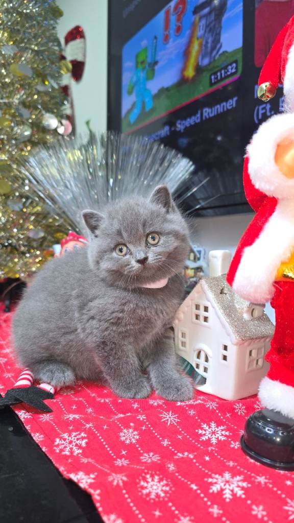 5 British  Short hair  Kittens 