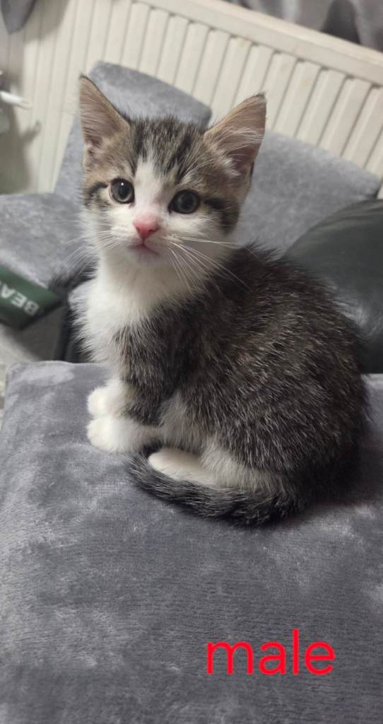 Lovely beautiful kittens 