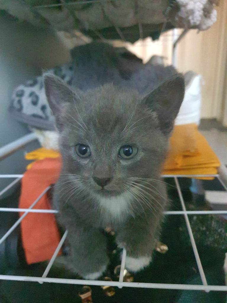 Cute Little Kittens 