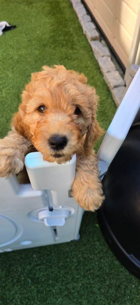 Beautiful cream f4 labradoodle boy vaccinated chipped 