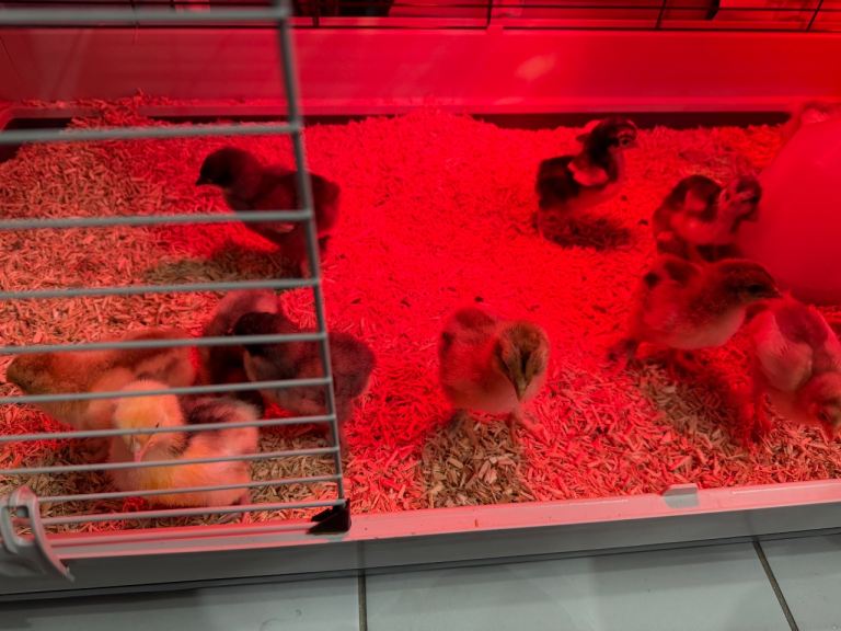 Brahmas pure breeds also orpingtons pure breeds