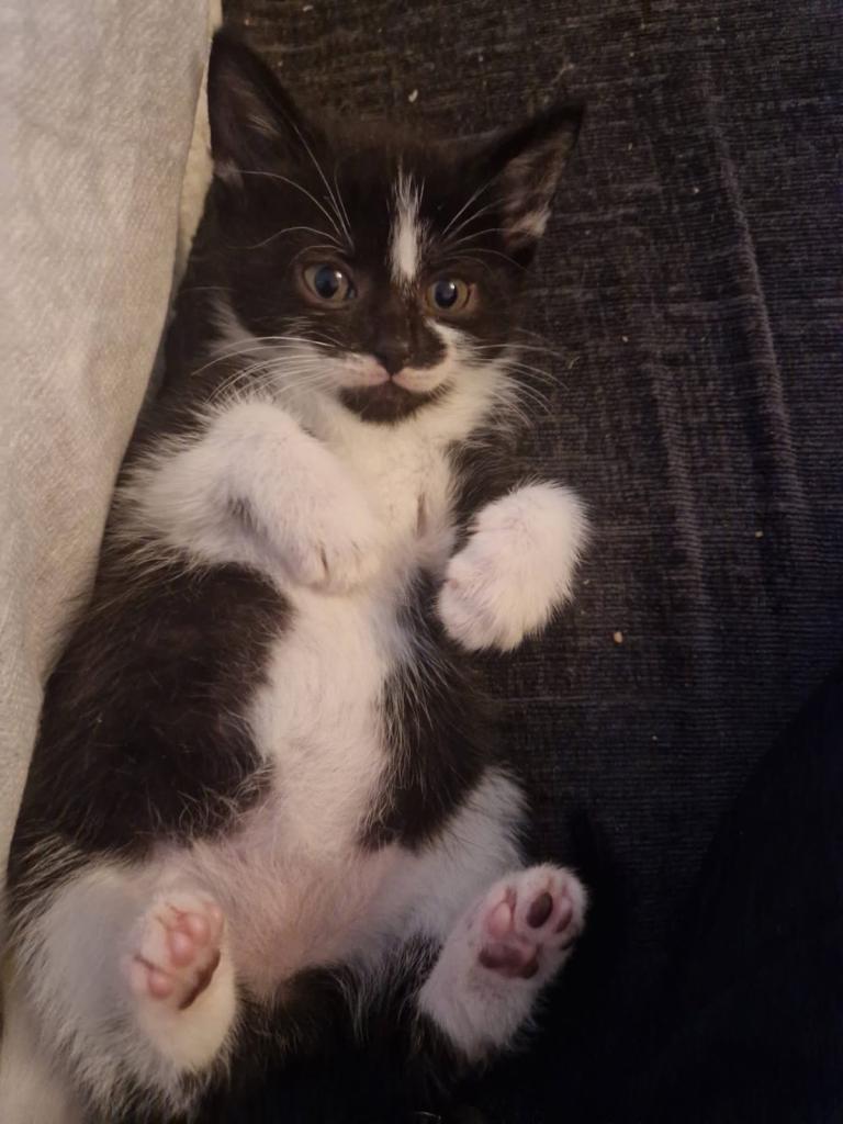 Kittens 
