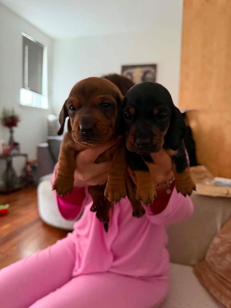Gorgeous Dachshund Puppies