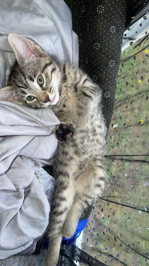 Female Kitten - Ready to leave