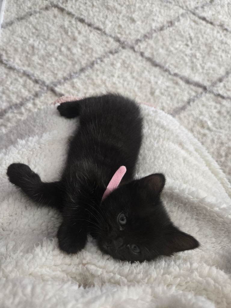 Maine coon cross kittens