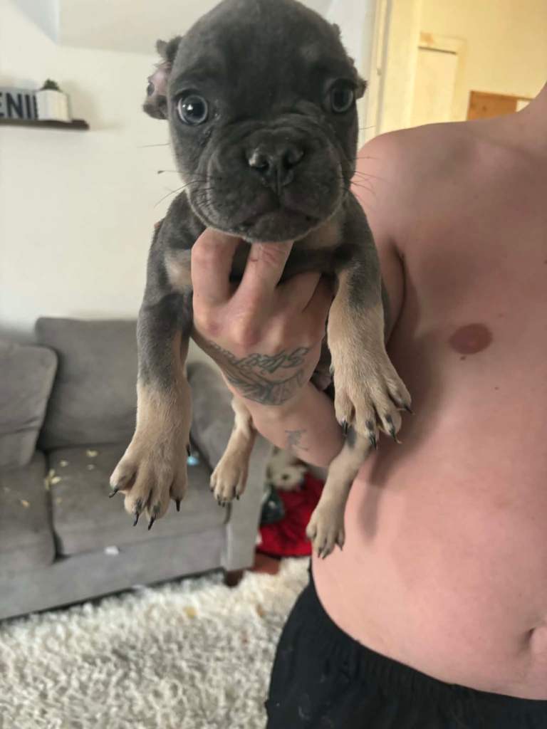 10 weeks old boy 