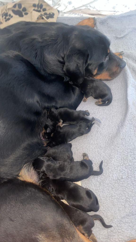 Rottweiler puppies 