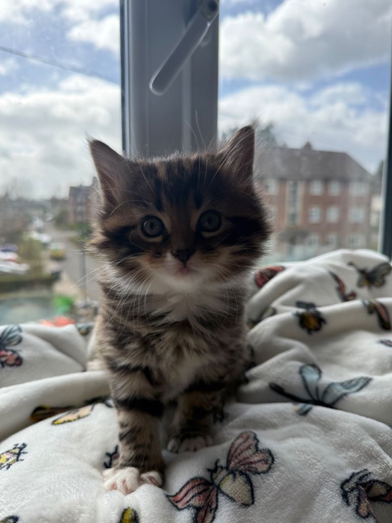 Adorable Kittens Looking for a Loving Home