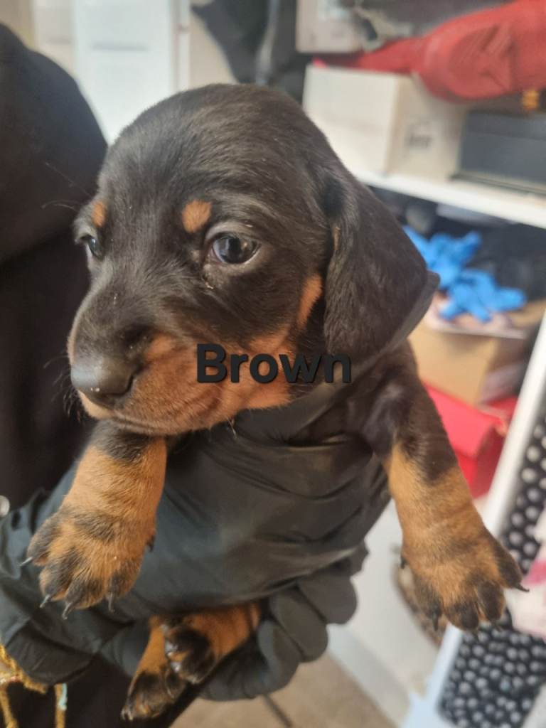 Miniature Dachshund Puppies 3 Boys left