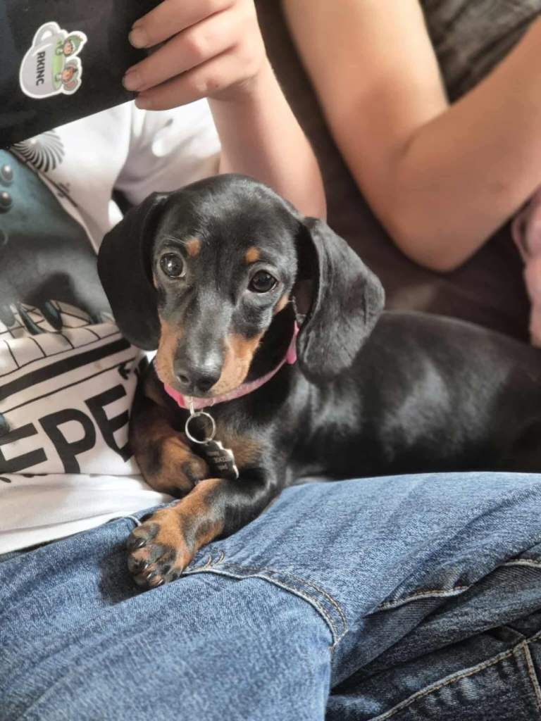 8 months black & brown Dachshund, Female