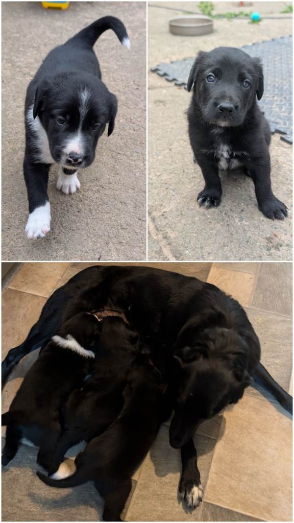 Collie x Lab Puppies 