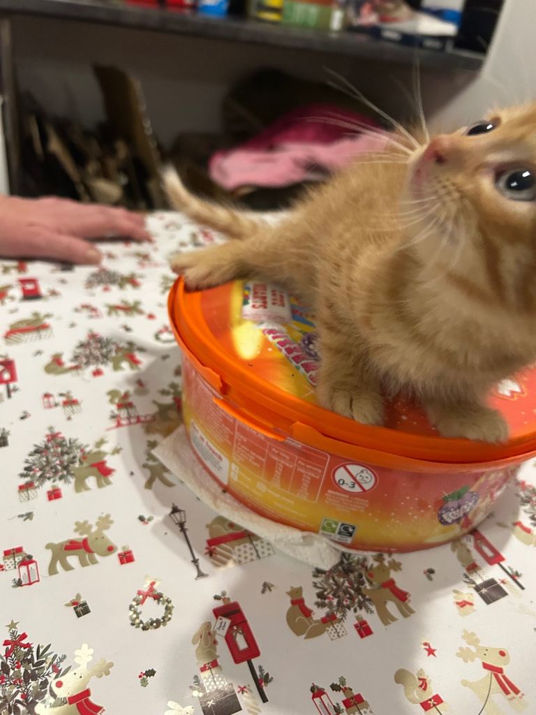 Cute adorable little ginger kitten 