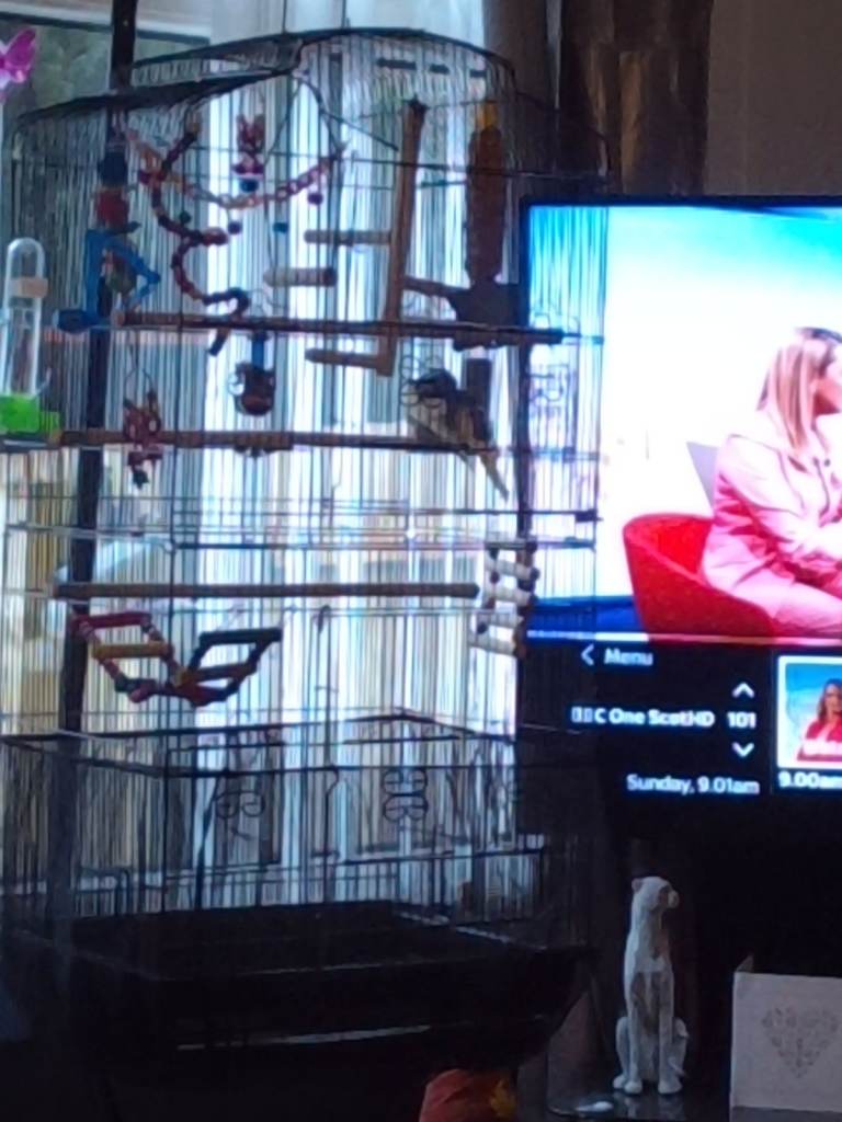 2 budgie's and cage and toys