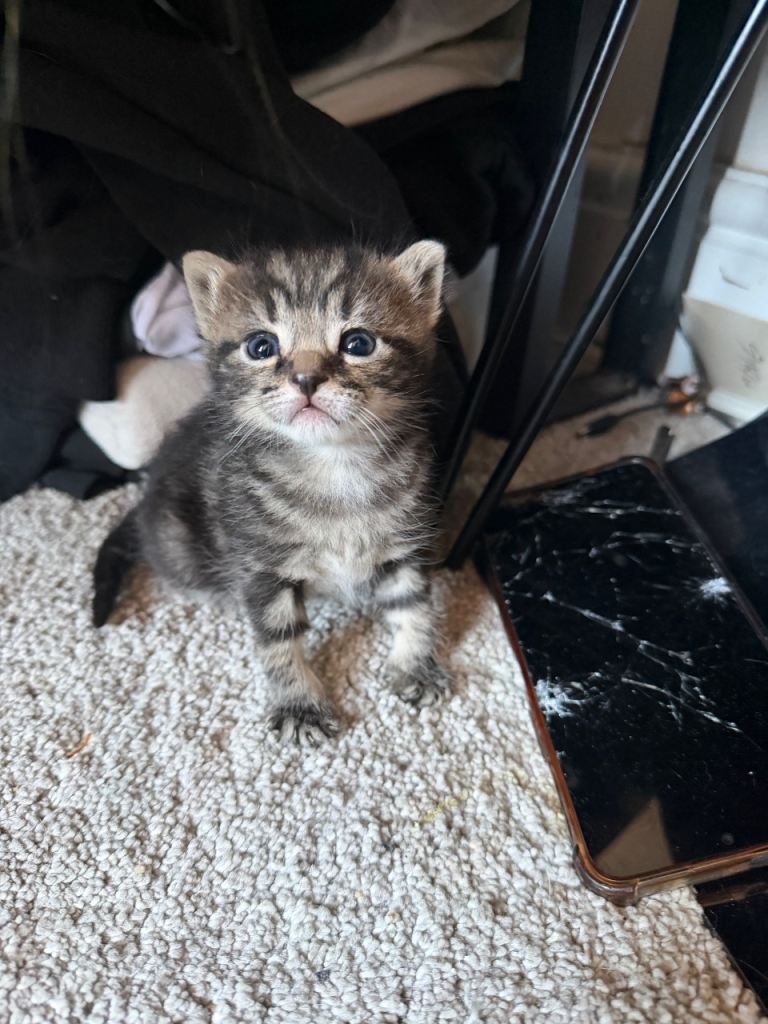 Beautiful kittens looking for loving homes 