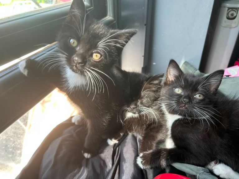 3 Black and White Kittens