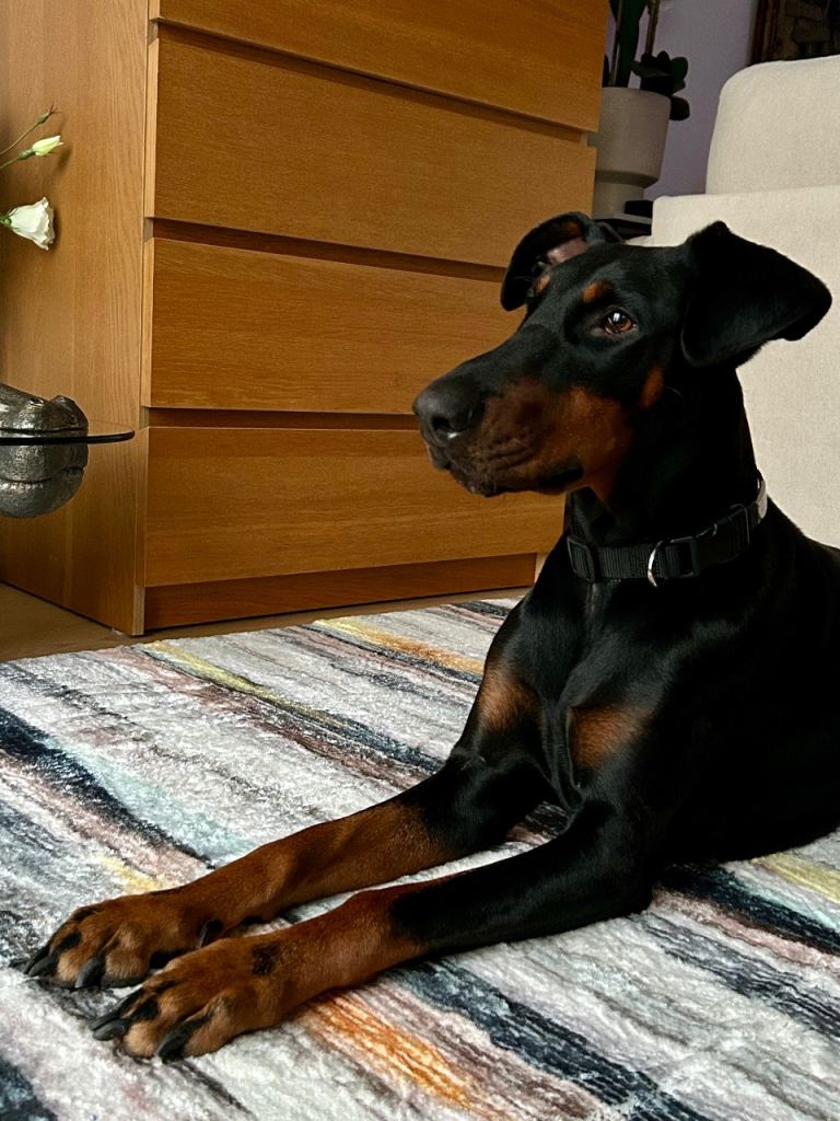 Female doberman dog