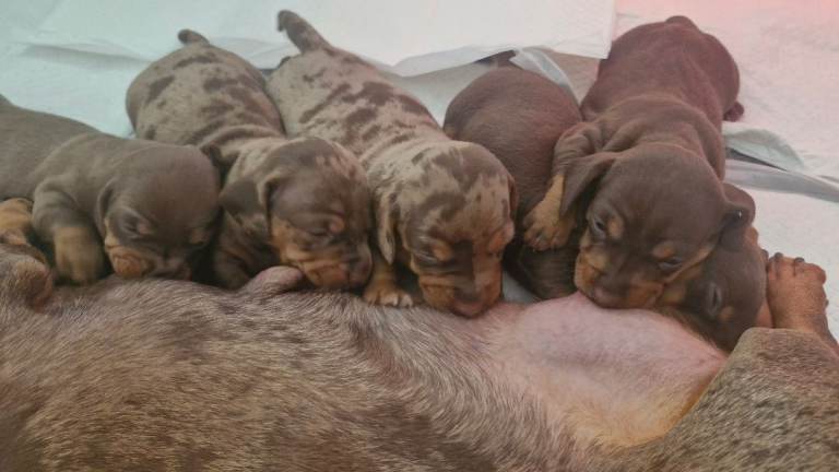 Dashaund puppies