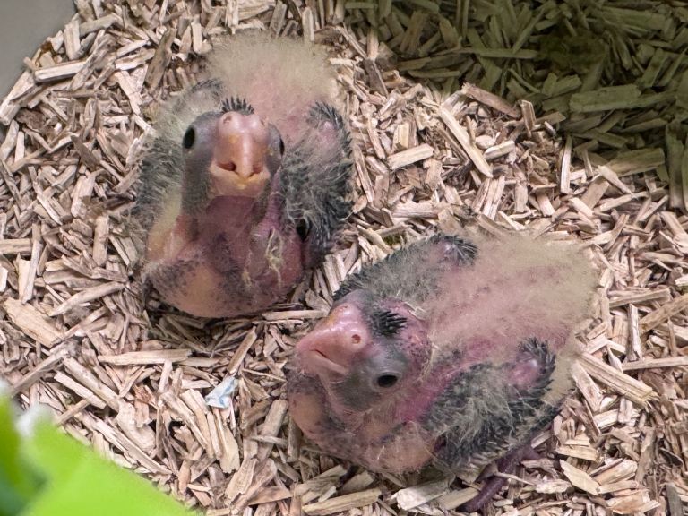 Adorable hand reared cockatiels x2