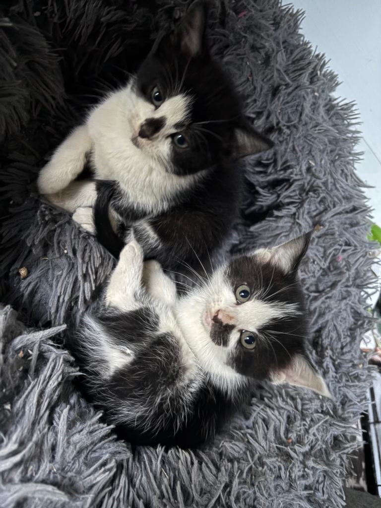 Beautiful kittens now ready 
