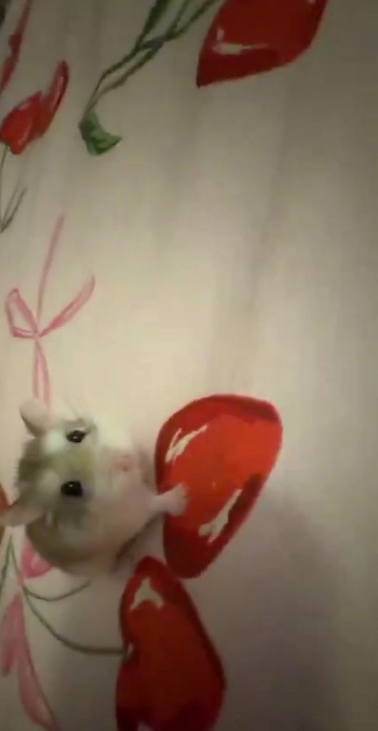 🐹 Mimi the Dwarf Hamster – Cage & Accessories Included 🐹