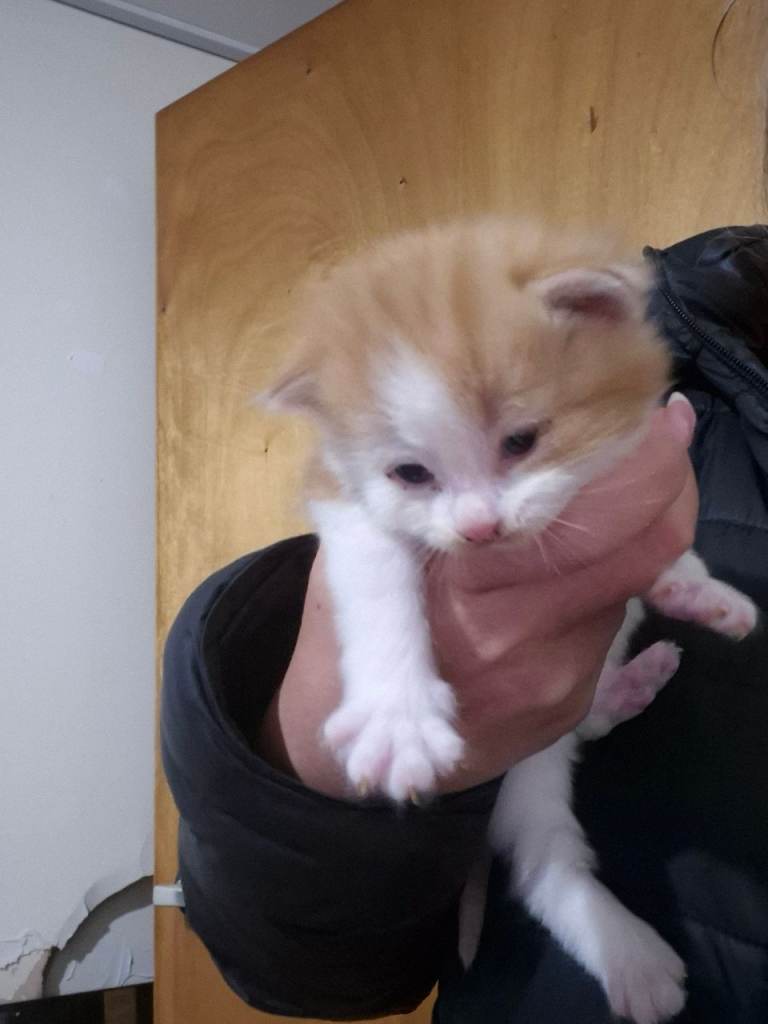 Beautifull Kittens for sale ((read add fully))
