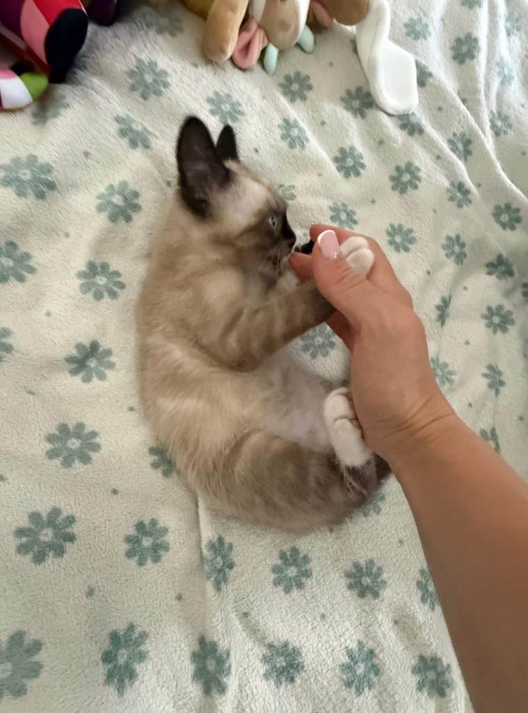 Ragdoll kitten