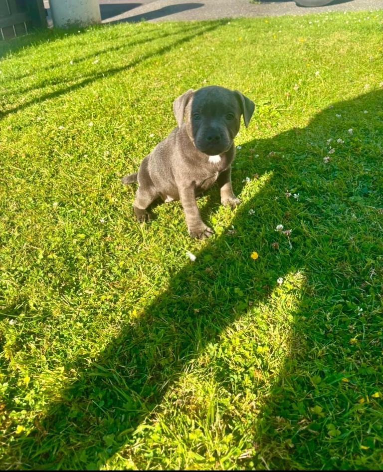 Staffordshire bull terrier pup 