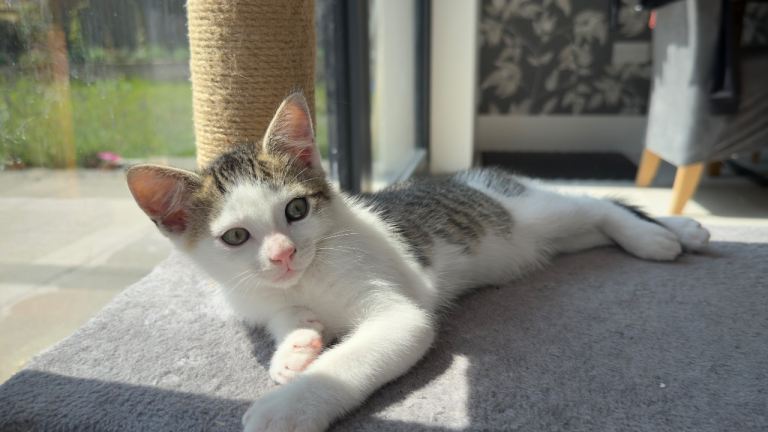 Kitten