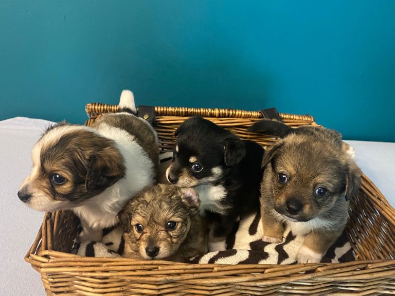 🐶READY! 8 Weeks Old.  Gorgeous litter of toy breed pups🐶