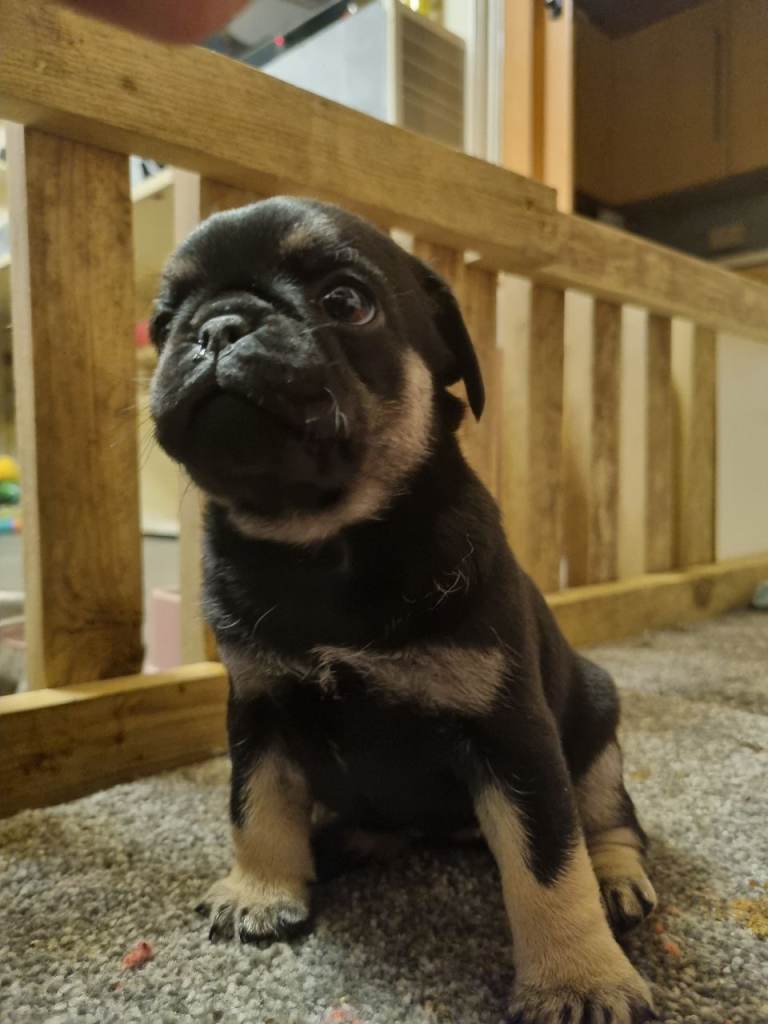 Pug puppy