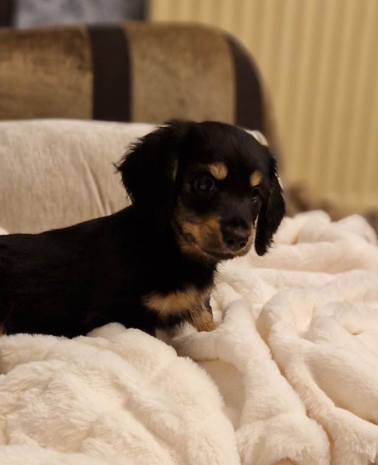 Teenie Long-Haired Dax Pups! 💕 Stunningly Pretty black & tans — will you be my new mummy or daddy?