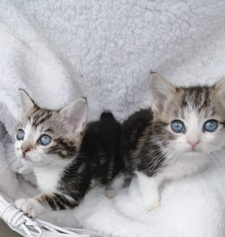 Gorgeous litter of Ragdoll x Bengal kittens ready for new hom