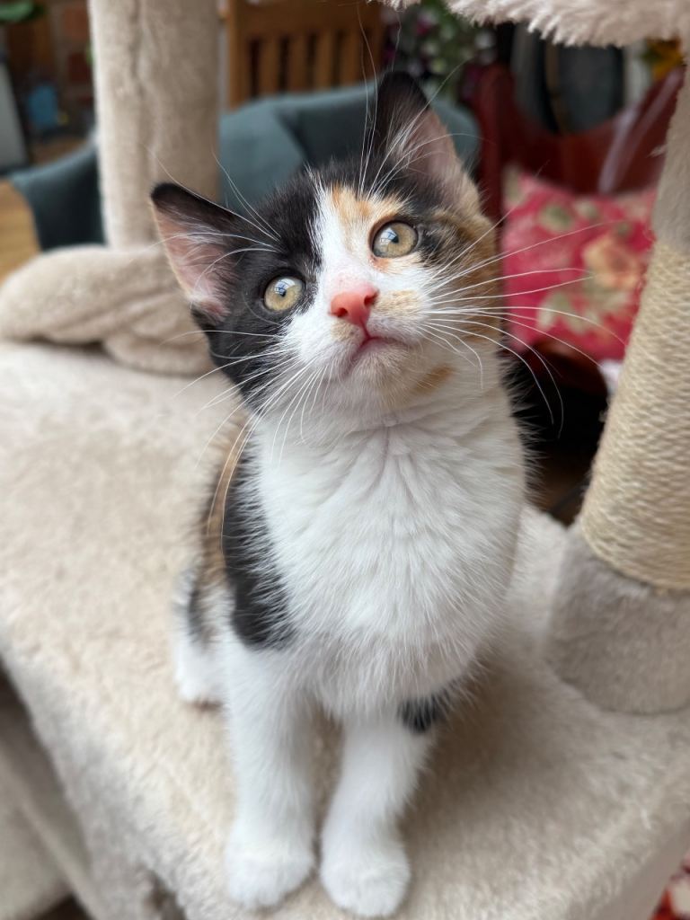 3 beautiful playful kittens for sale