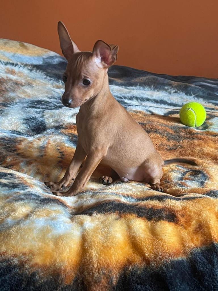 🐾 Beautiful Miniature Pinscher Boy Looking for a Loving Forever Home! 🏡❤️