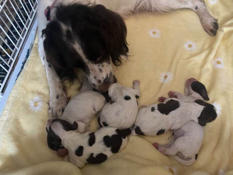 springer  spaniel pups