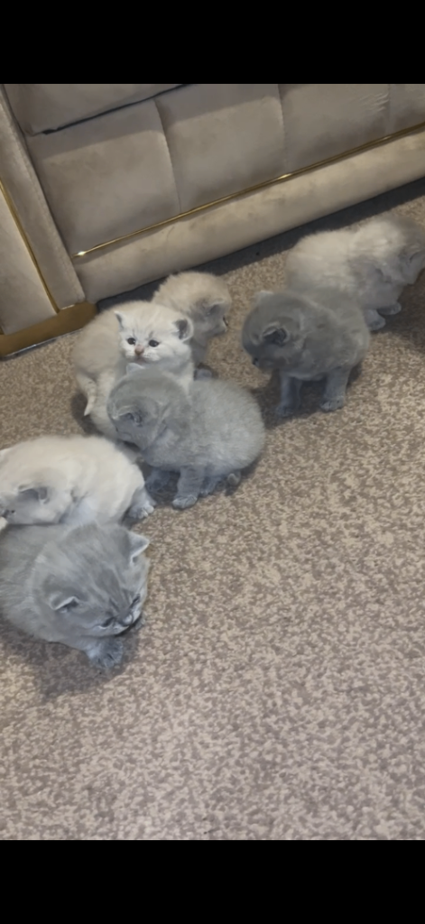 Pure British Short Hair Kittens for sale 