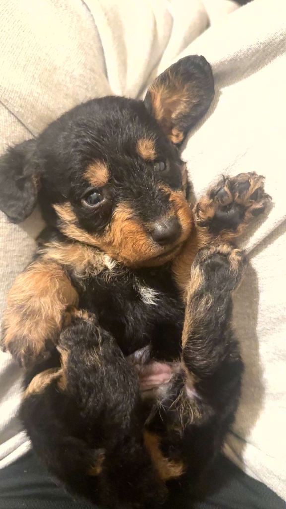 ⭐️Miniature Doxiepoos  ⭐️