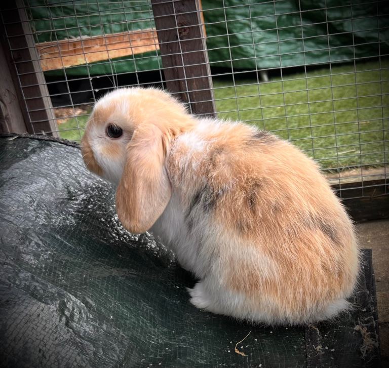 **LAST ONE** 7 week old mini lop