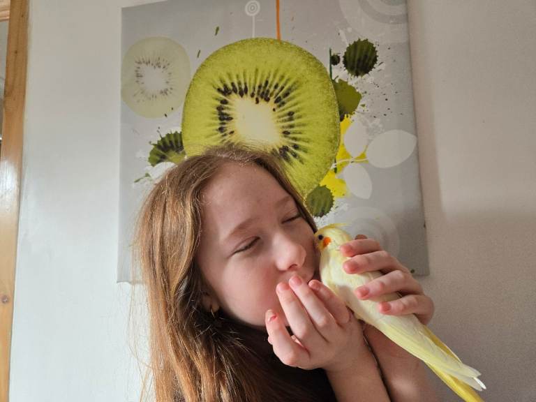 Lutino Cockatiel - Ultra Tame - Hand Reared From Early Age - Transporter+Starter Kit FREE!