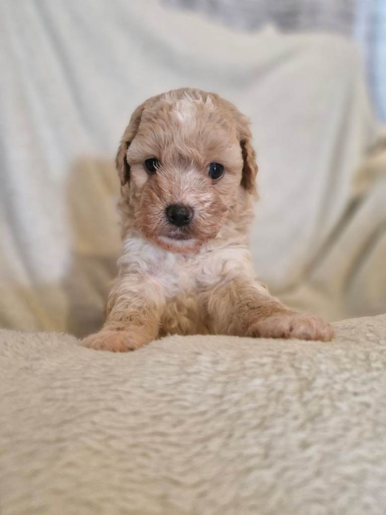 Shipooh puppies 