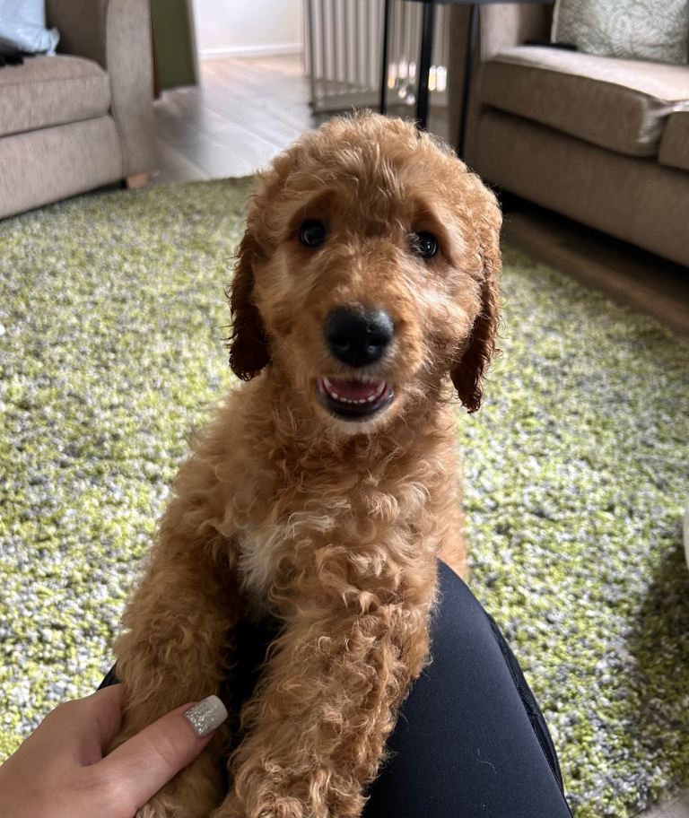 Australian Double Doodle - All Reserved 
